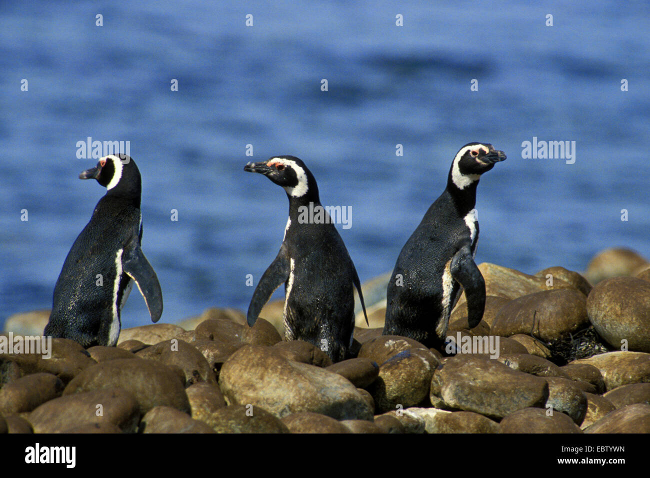 Magellanic penguin (Spheniscus magellanicus), three Magellanic penguins at Cape Horn, Chile, Kap Hoorn Stock Photo