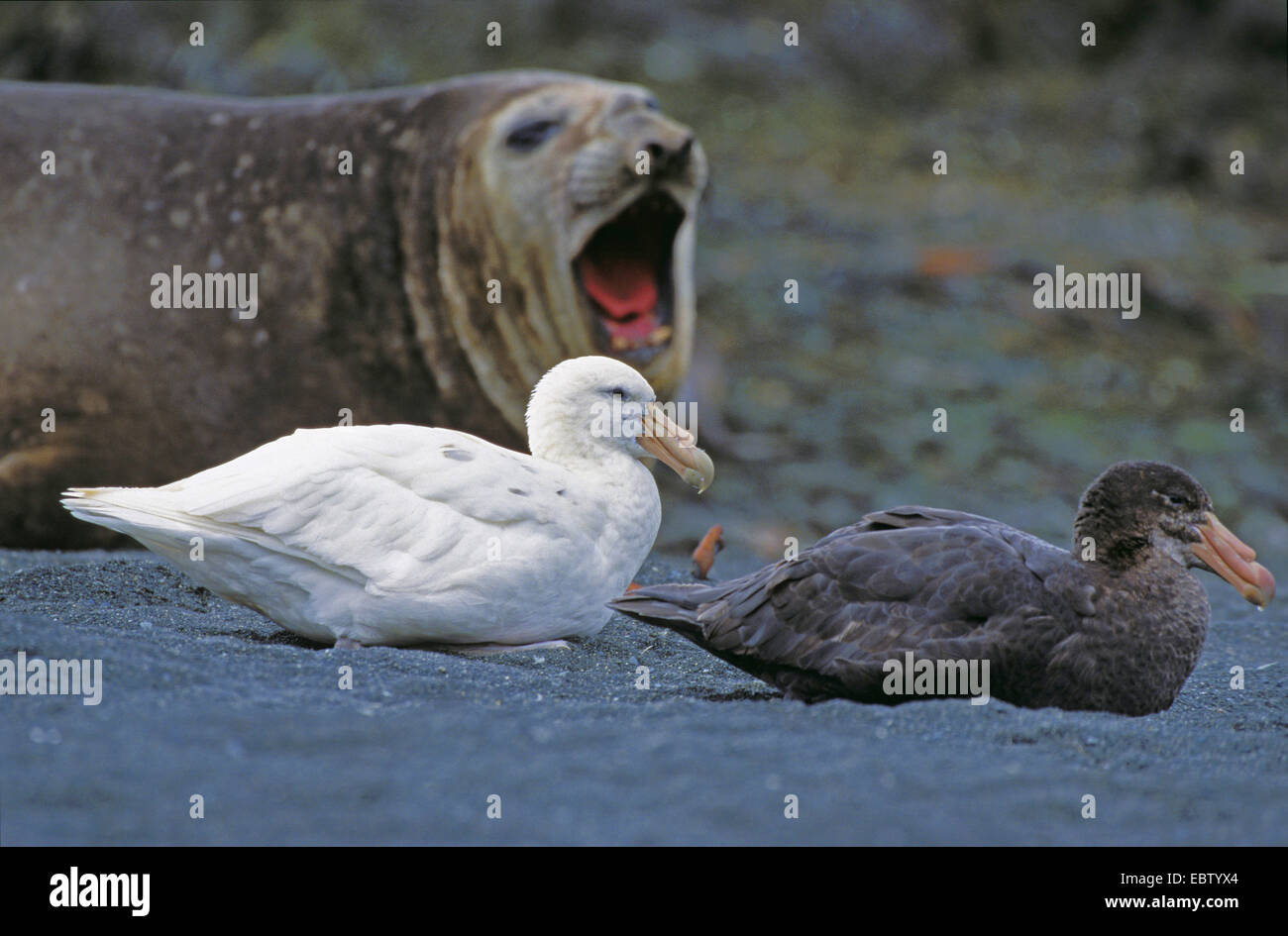 Southern giant petrel, giant petrel (Macronectes giganteus), with Northern giant petrel, seal in the background, Australia, Macquarie Island Stock Photo