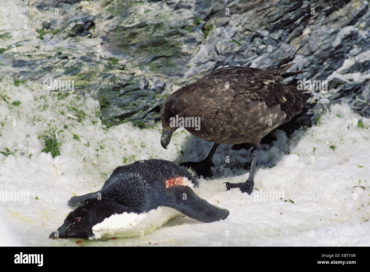 Antarctic skua, Brown Skua (Catharacta antarctica), with penguin chick as prey, Antarctica Stock Photo