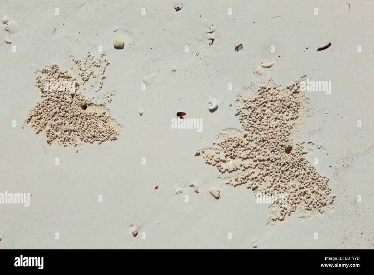 pattern made by crabs on sandy beach, Tanzania, Sansibar Stock Photo