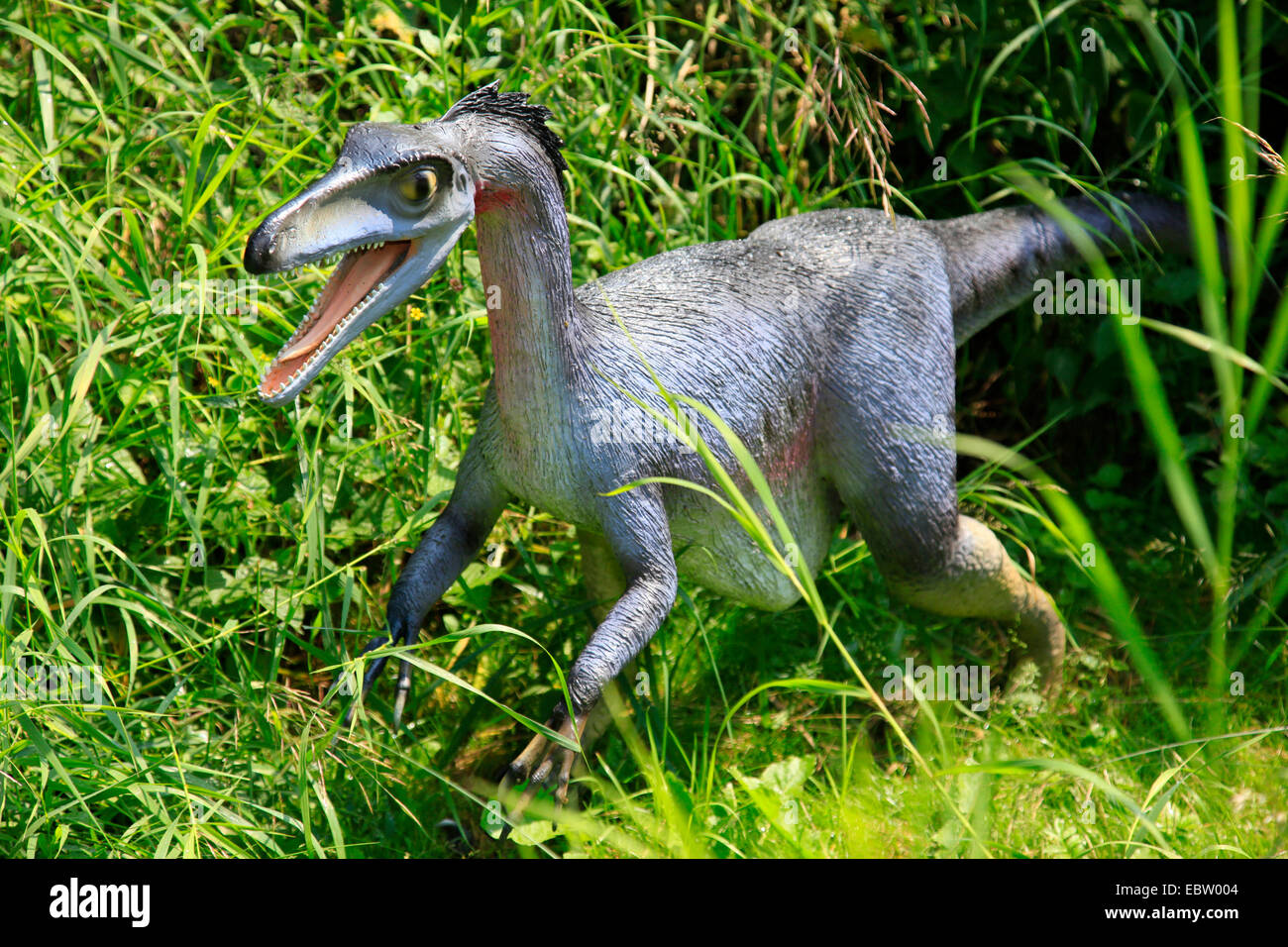 Hurting Tooth (Troodon), walking Stock Photo