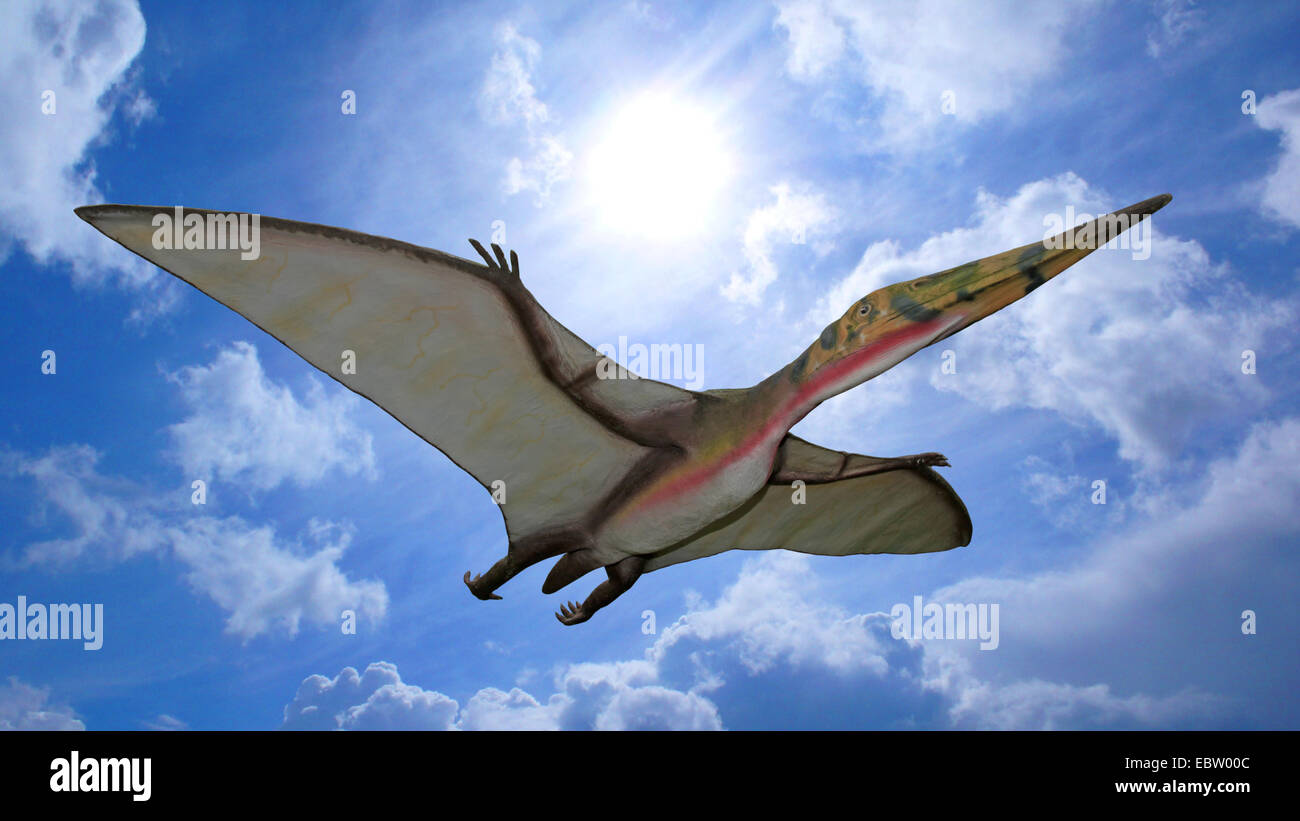 Pterodactylus (Pterodactylus), flying Stock Photo