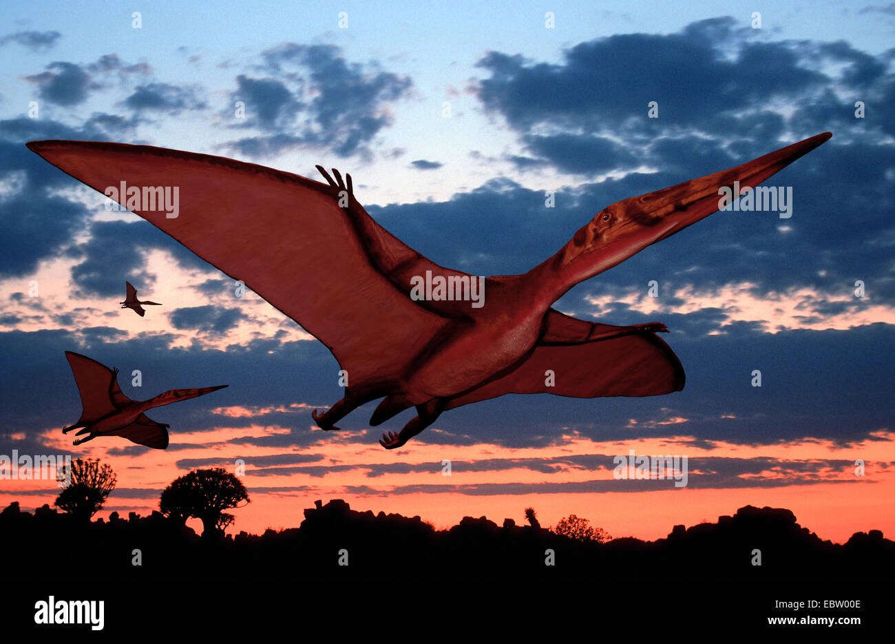 Pterodactylus (Pterodactylus), flying at sunset Stock Photo