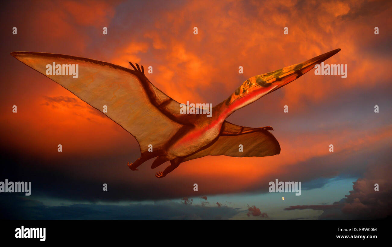 Pterodactylus (Pterodactylus), flying at sunset Stock Photo