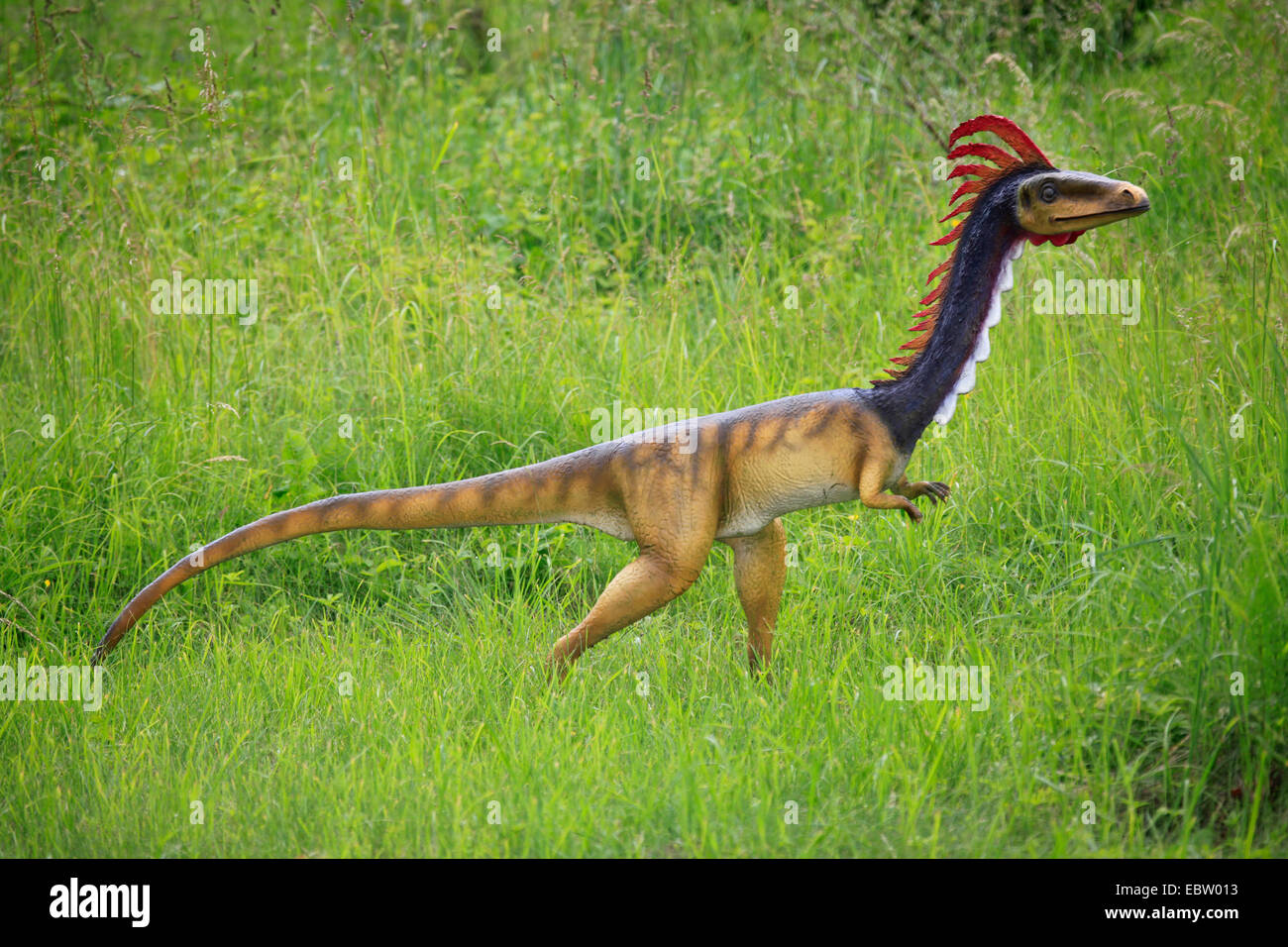 Coelophysis (Coelophysis), on the feed Stock Photo