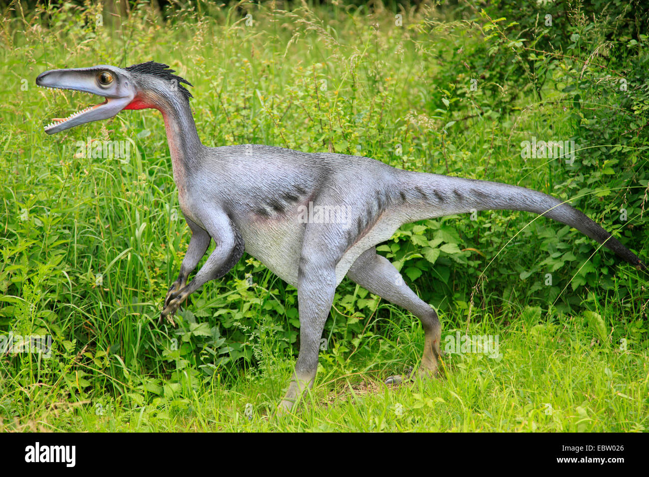 Hurting Tooth (Troodon), walking Stock Photo