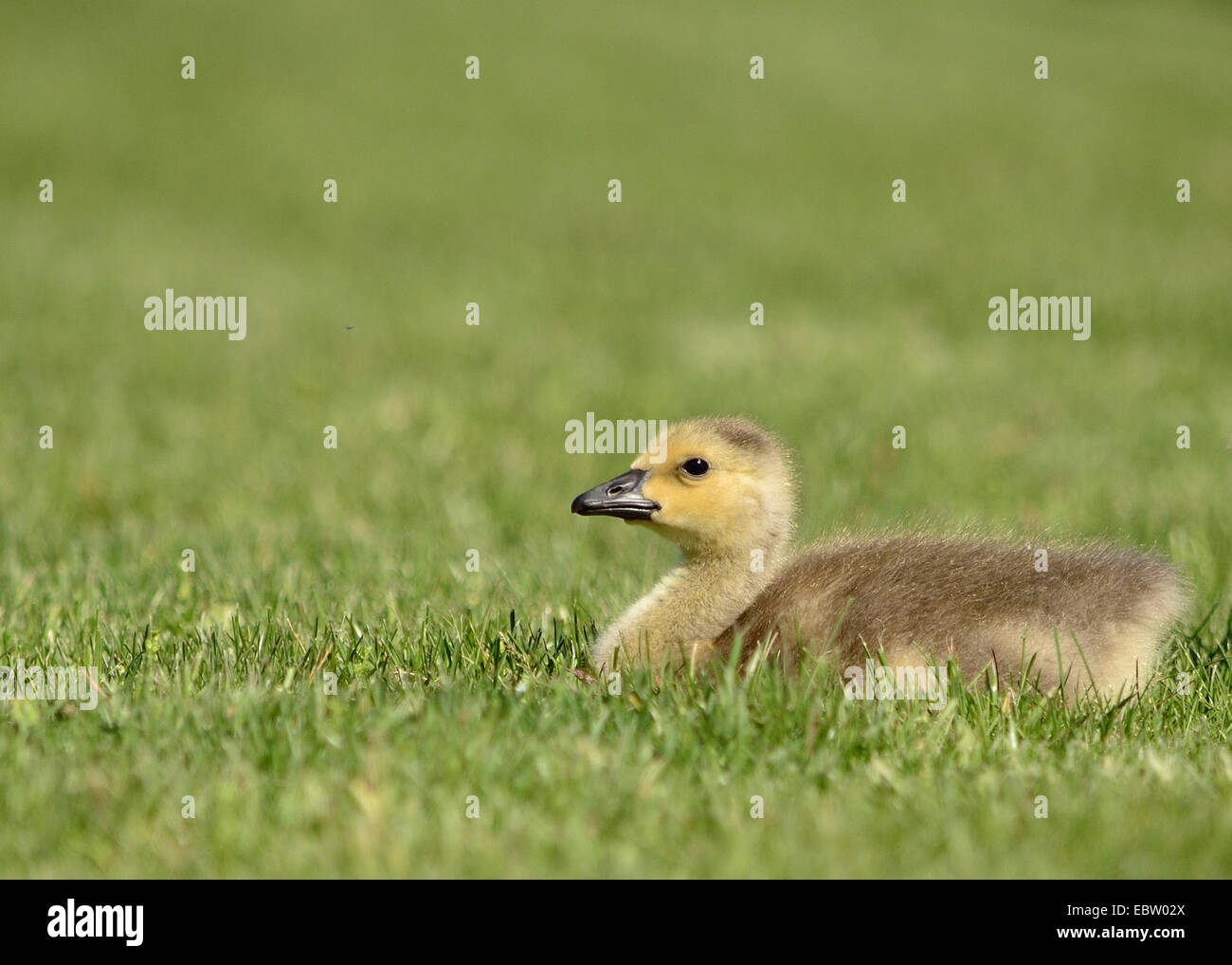 Canada Goose gosling sitting in the grass Stock Photo - Alamy