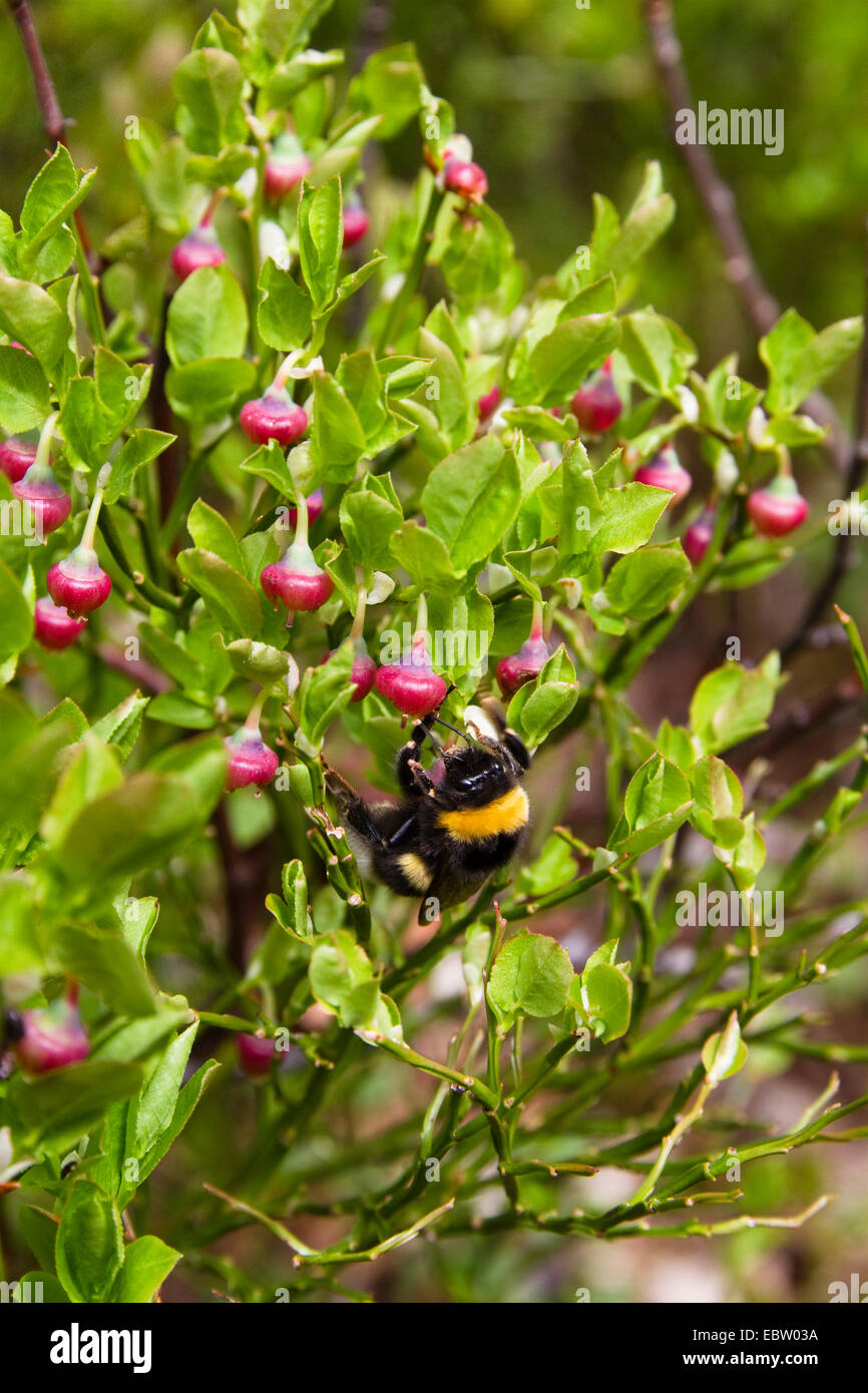 dwarf bilberry, blueberry, huckleberry, low billberry (Vaccinium myrtillus), blooming blueberry with bumble bee, Austria Stock Photo