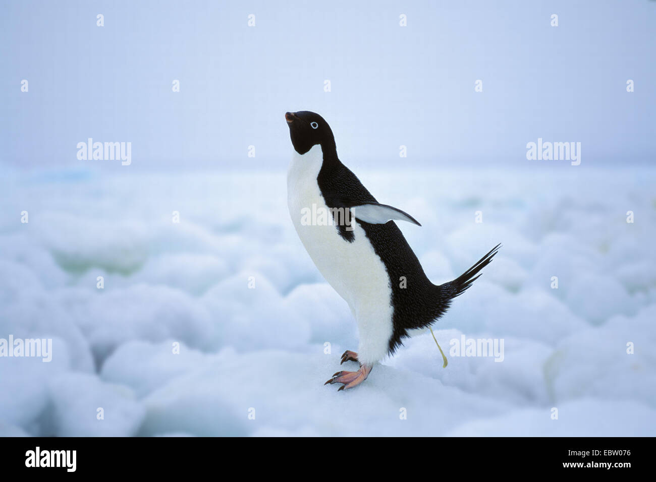 adelie penguin (Pygoscelis adeliae), defecating, Antarctica Stock Photo