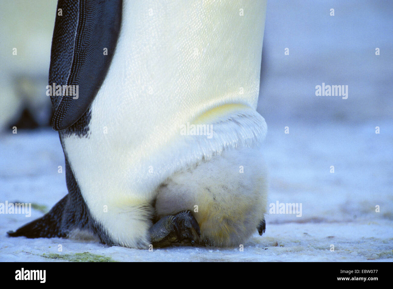 Penguin feet hires stock photography and images Alamy