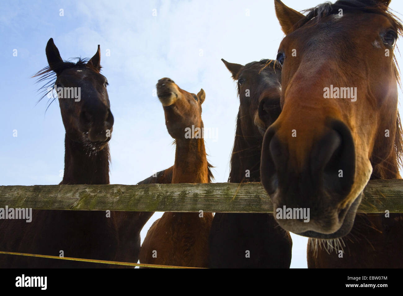 domestic horse (Equus przewalskii f. caballus), horses at a fence, Germany Stock Photo