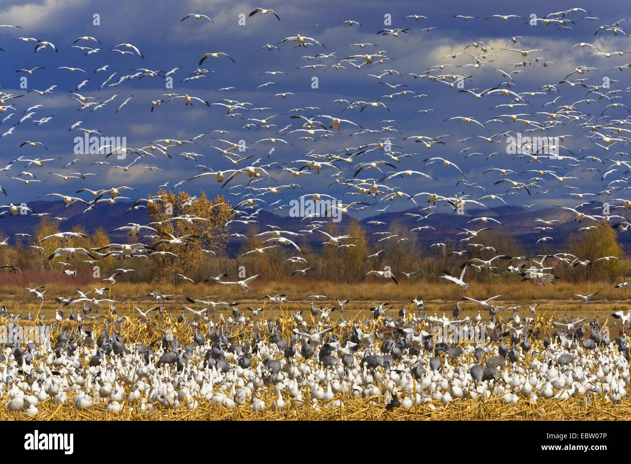 snow goose (Anser caerulescens atlanticus, Chen caerulescens atlanticus), Snow Geese wintering in Bosque del Apache, USA, New Mexico, Bosque del Apache Wildlife Refuge Stock Photo