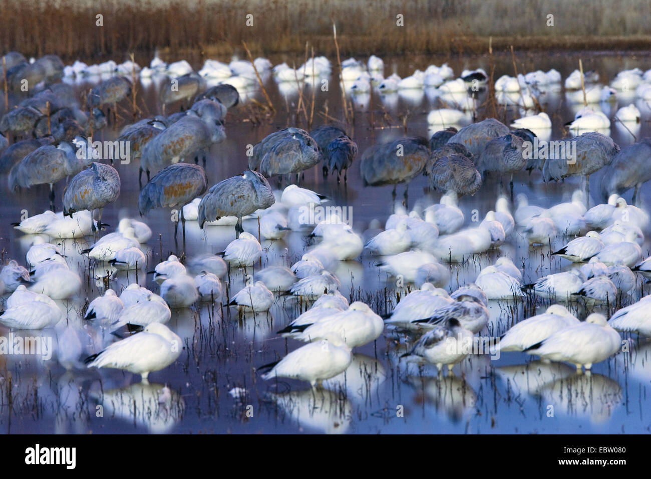snow goose (Anser caerulescens atlanticus, Chen caerulescens atlanticus), Snow Geese and Sandhill Cranes in Wildlife Refuge in the morning, USA, New Mexico, Bosque del Apache Wildlife Refuge Stock Photo