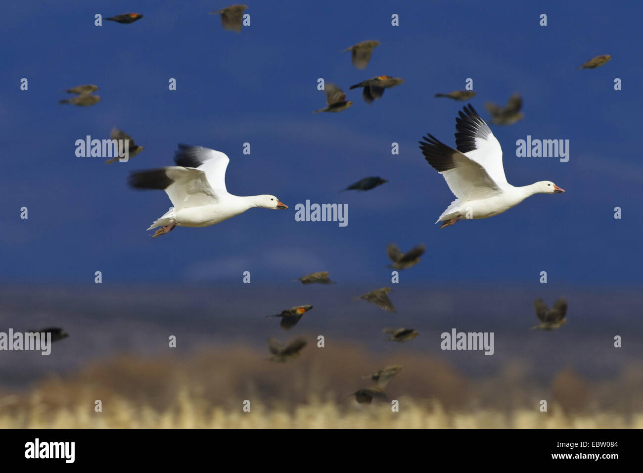 snow goose (Anser caerulescens atlanticus, Chen caerulescens atlanticus), Snow Geese in flight, USA, New Mexico, Bosque del Apache Wildlife Refuge Stock Photo