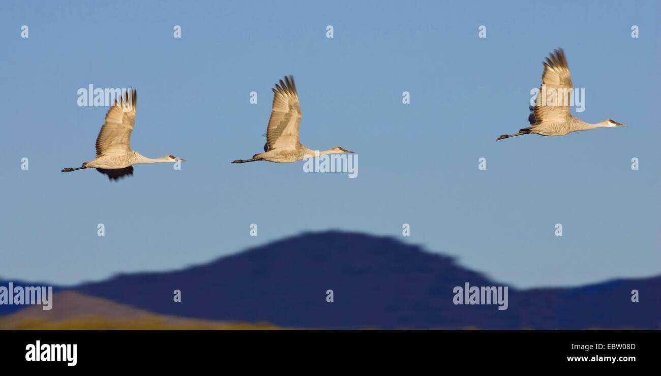 sandhill crane (Grus canadensis), Sandhill Cranes in flight, USA, New Mexico, Bosque del Apache Wildlife Refuge Stock Photo