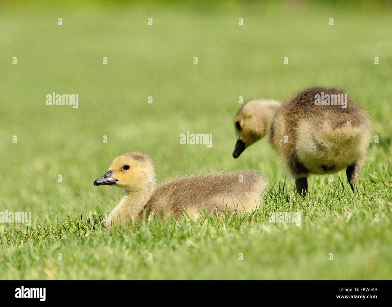Canada Goose goslings sitting in the grass next to a pond. Stock Photo