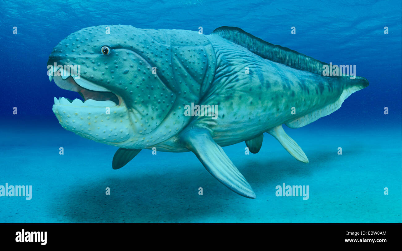 Dunkleosteus (Dunkleosteus, Dinichthys), largest know member of extict Placodermi Stock Photo
