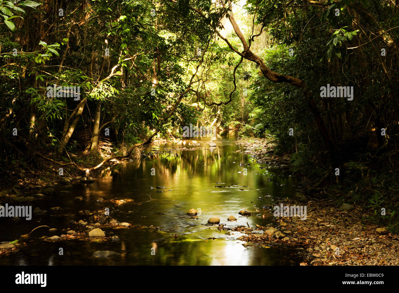 rainforest and Daintree River, Australia, Queensland, Daintree National
