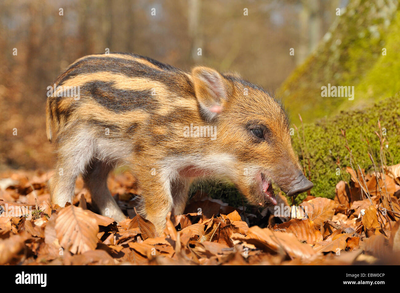 wild boar, pig, wild boar (Sus scrofa), shoat on the feed, Germany, North Rhine-Westphalia, Sauerland Stock Photo