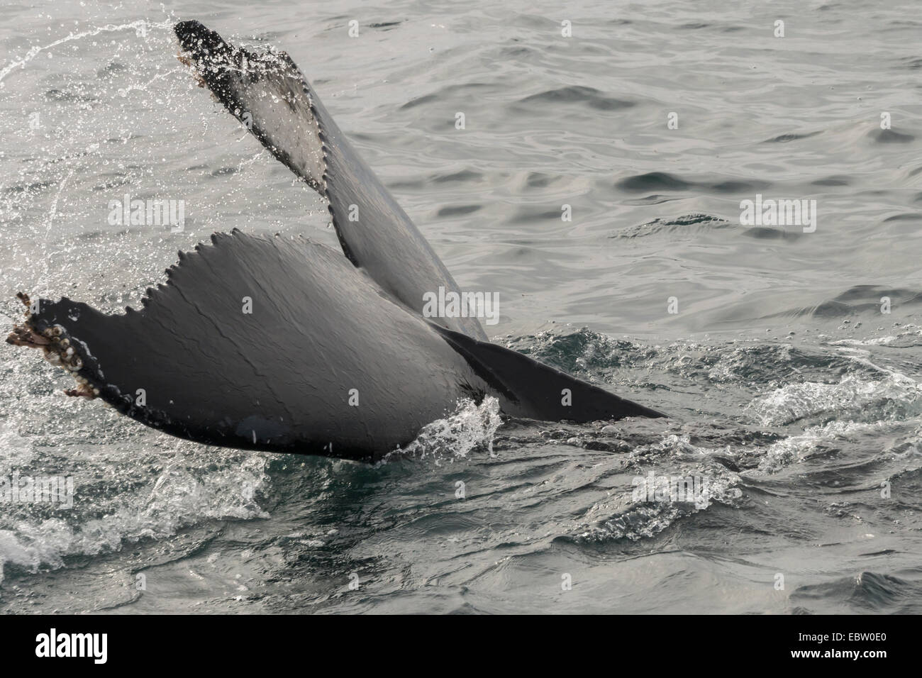 Whale spraying water hi-res stock photography and images - Alamy