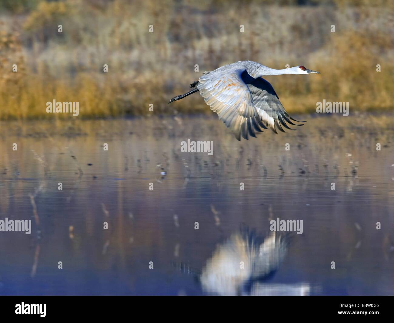 sandhill crane (Grus canadensis), flying over a lake, USA, New Mexico, Bosque del Apache Wildlife Refuge Stock Photo