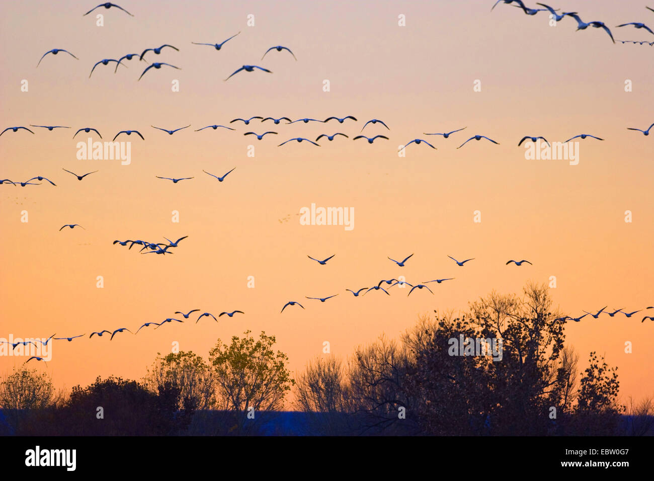 snow goose (Anser caerulescens atlanticus, Chen caerulescens atlanticus), Snow Geese flying to their roosting place, USA, New Mexico, Bosque del Apache Wildlife Refuge Stock Photo