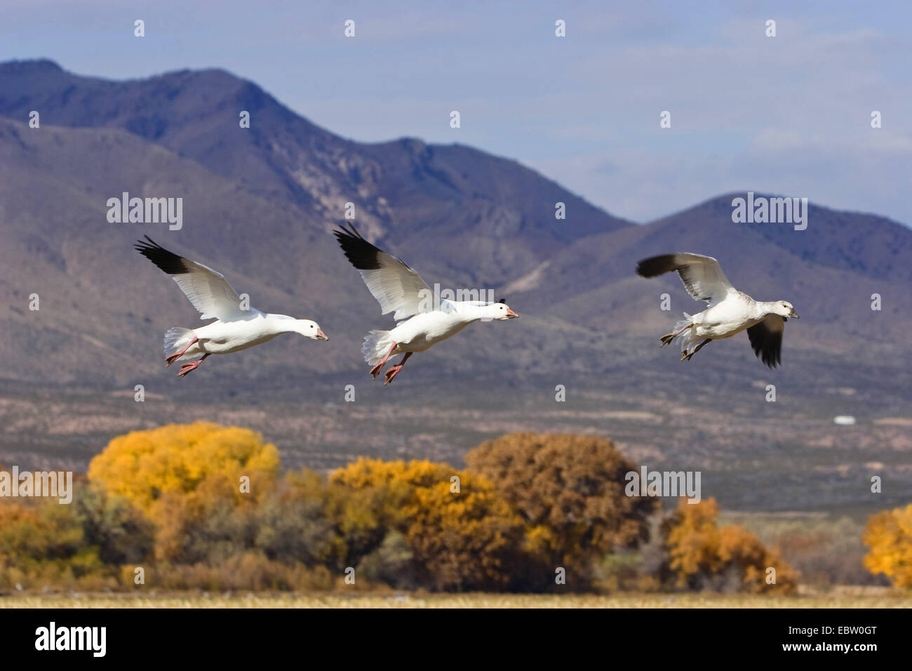 snow goose (Anser caerulescens atlanticus, Chen caerulescens atlanticus