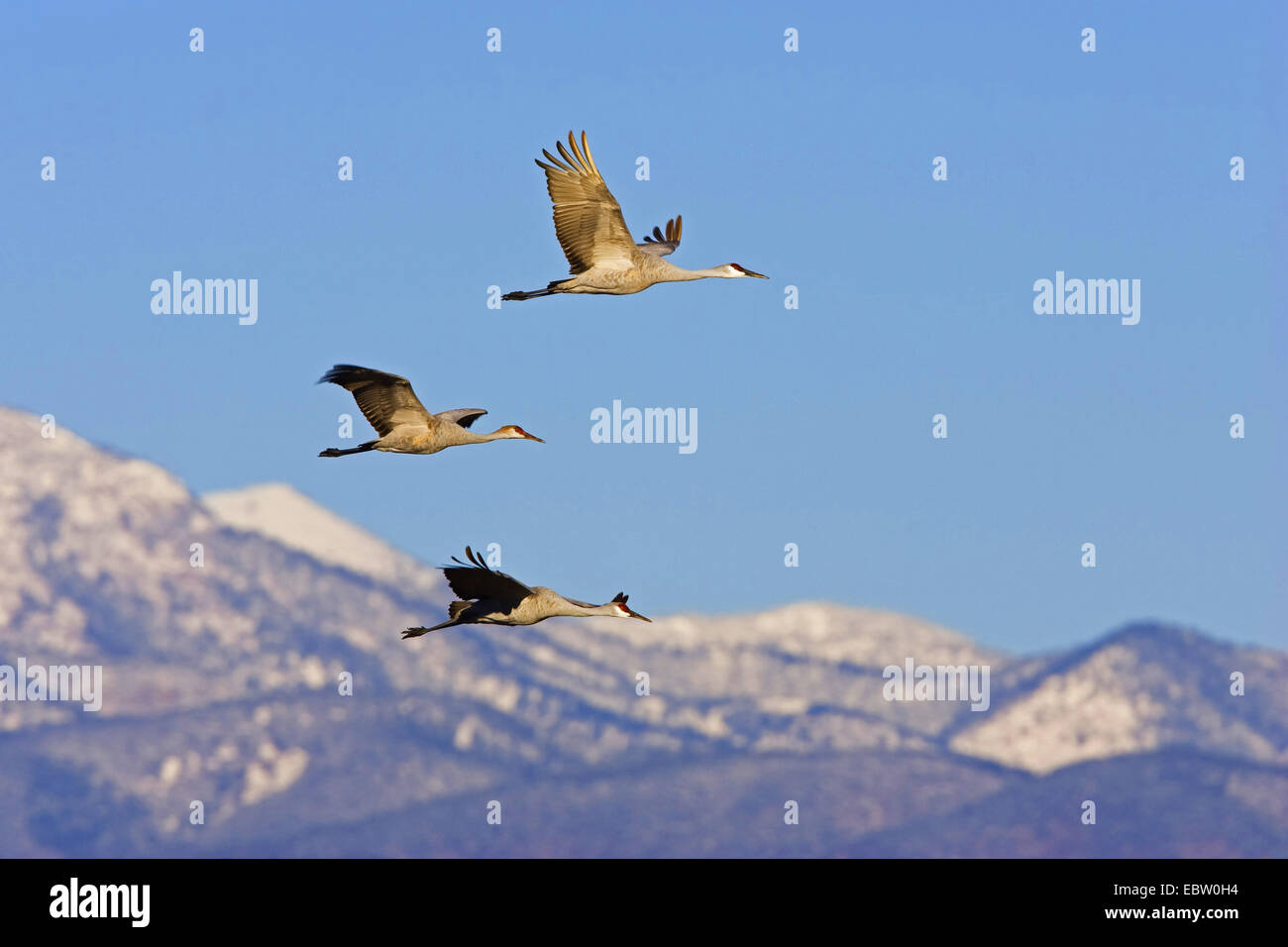 sandhill crane (Grus canadensis), sandhill crane flying in frint of snowcovered mountains, USA, New Mexico, Bosque del Apache Wildlife Refuge Stock Photo