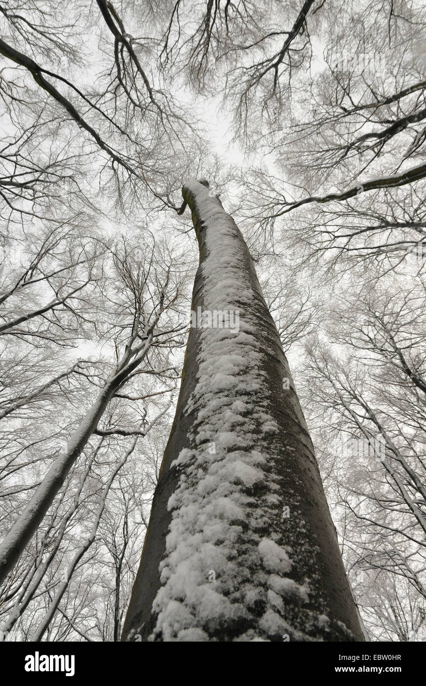 common beech (Fagus sylvatica), view to the tree trop in a winter forest, Germany Stock Photo