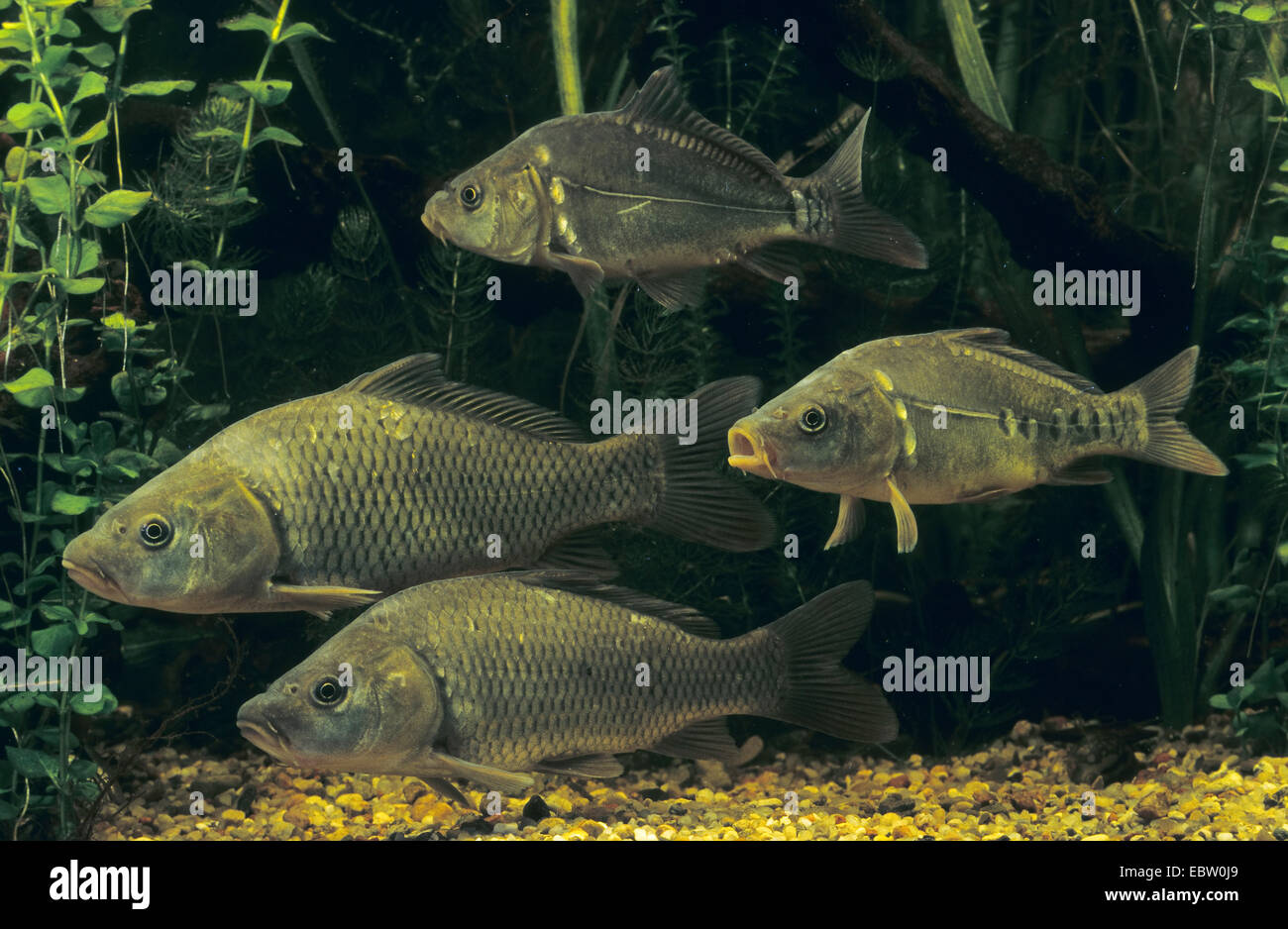 carp, common carp, European carp (Cyprinus carpio), Scale carps an Mirror carps, Germany Stock Photo