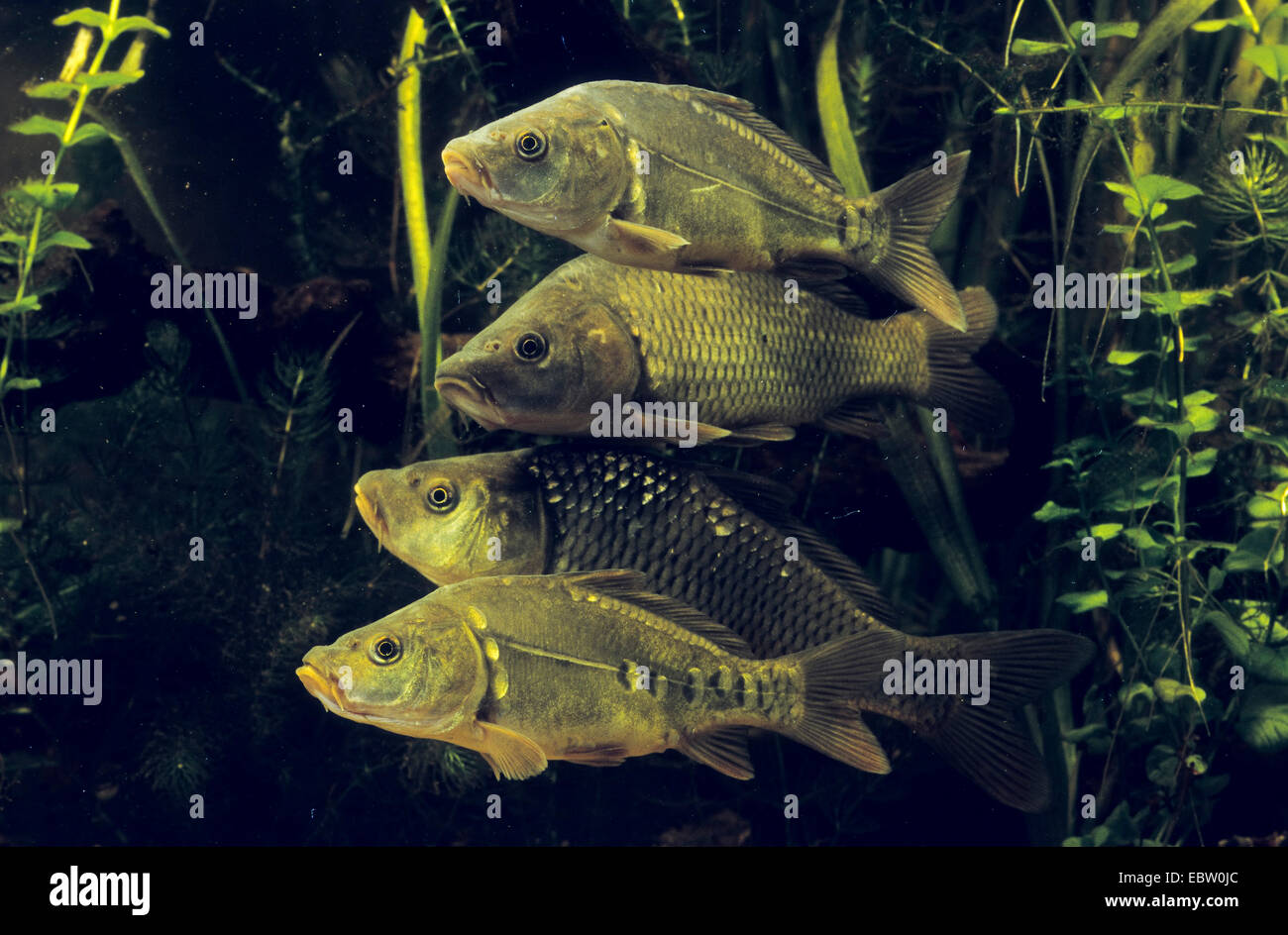 carp, common carp, European carp (Cyprinus carpio), Scale carps an Mirror carps, Germany Stock Photo