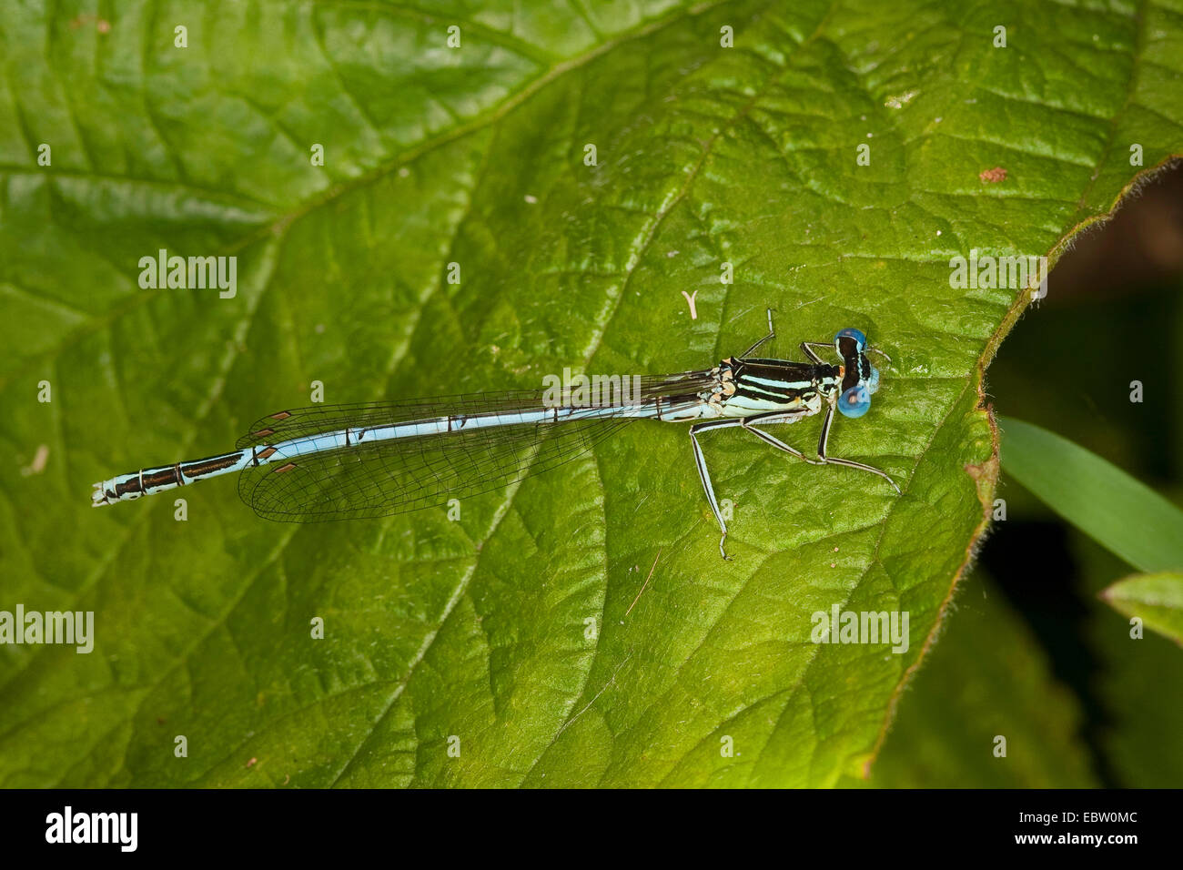 white-legged damselfly (Platycnemis pennipes), male, Germany Stock Photo