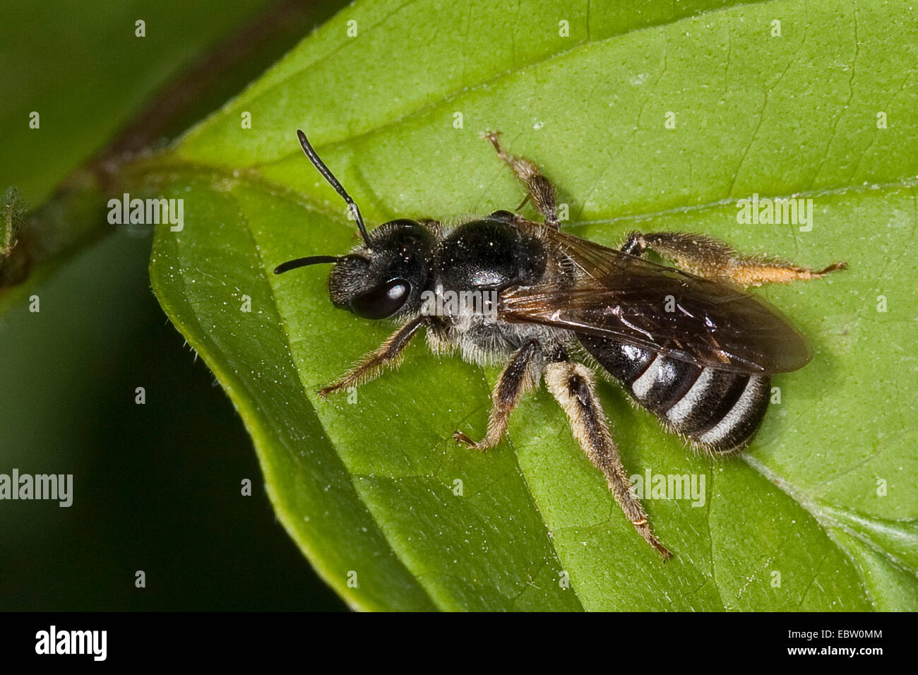 Sweat bee, European halictid bee (Lasioglossum subgen. Lasioglossum), sitting on a leaf, Germany Stock Photo