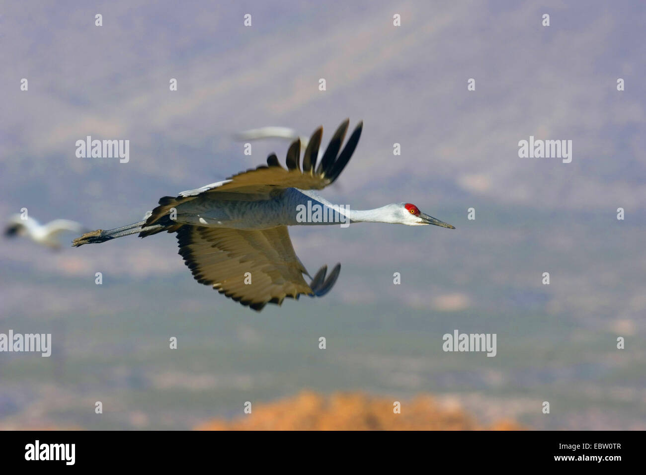 sandhill crane (Grus canadensis), flying, USA, New Mexico, Bosque del Apache Wildlife Refuge Stock Photo