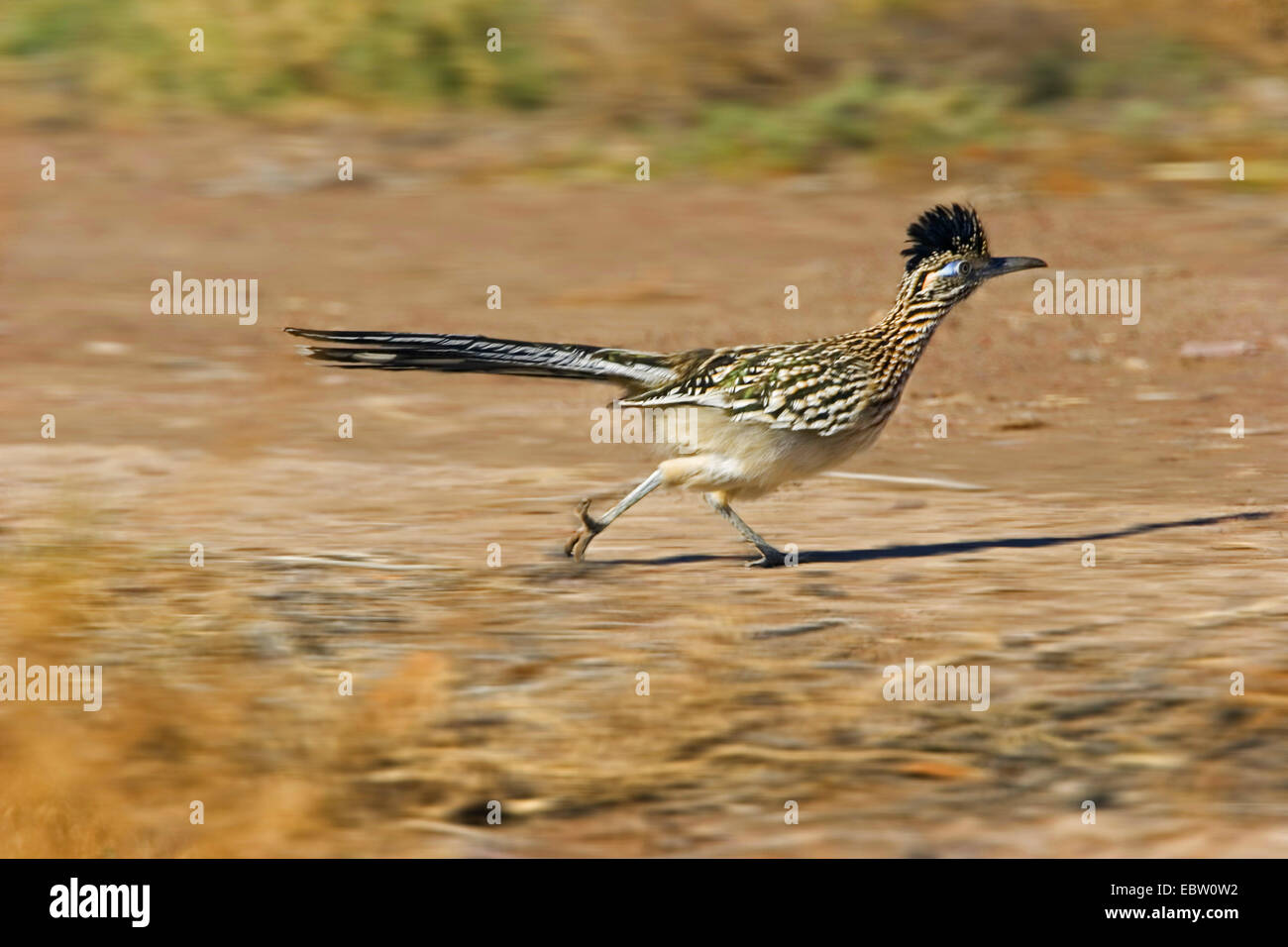 Roadrunner running hi-res stock photography and images - Alamy