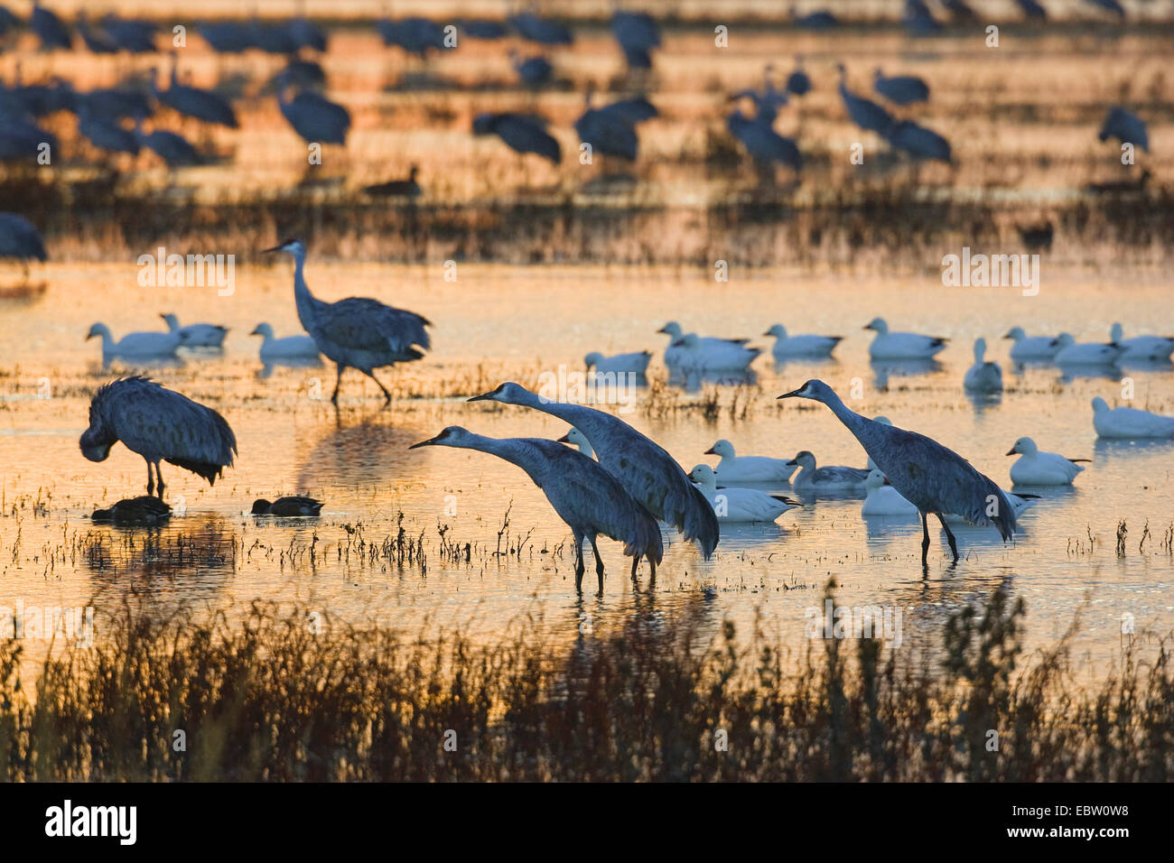 sandhill crane (Grus canadensis), sandhill cranes at their sleeping place in morning dew, USA, New Mexico, Bosque del Apache Wildlife Refuge Stock Photo