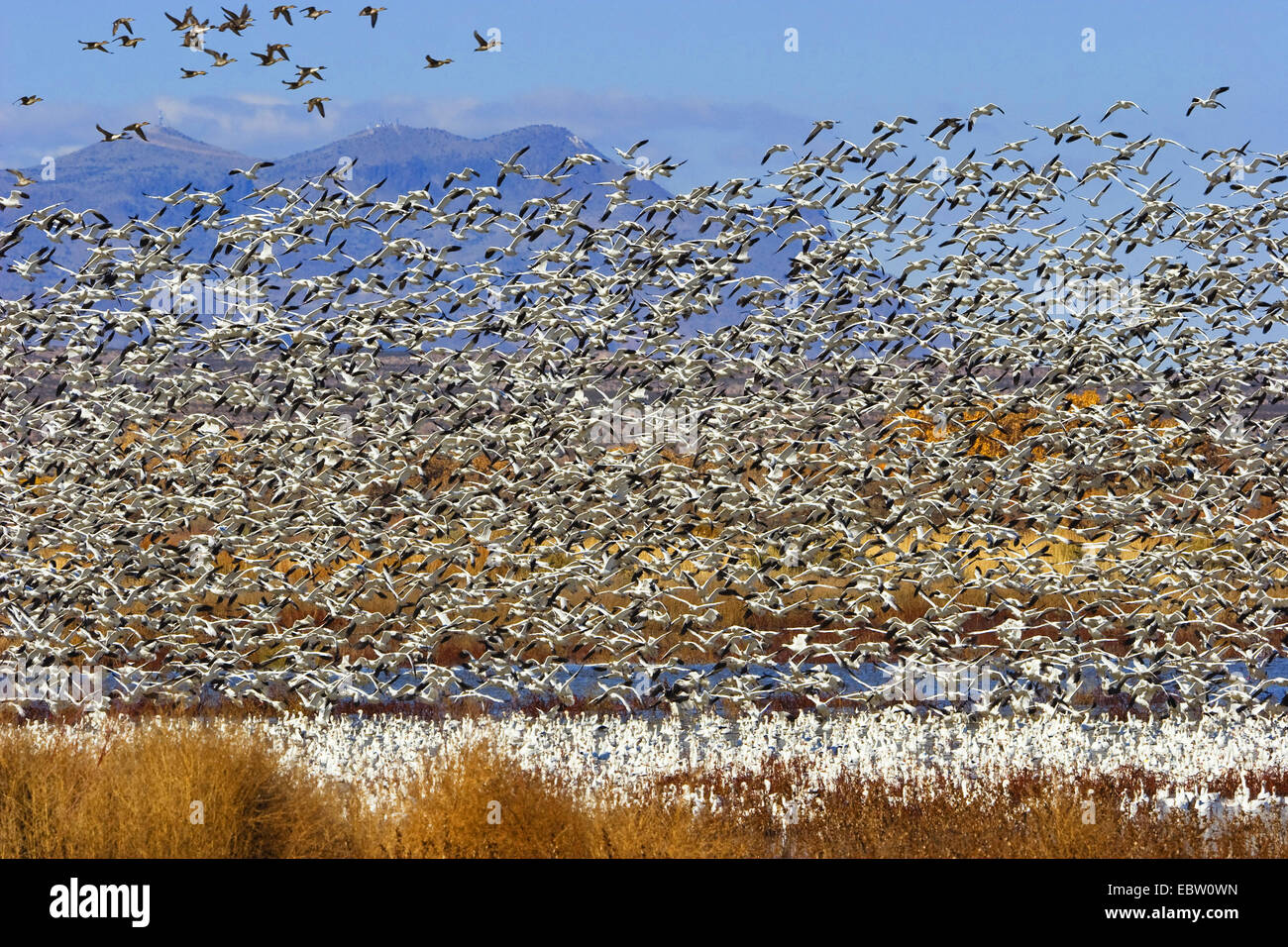snow goose (Anser caerulescens atlanticus, Chen caerulescens atlanticus), flock of snow geese wintering in Bosque del Apache, USA, New Mexico, Bosque del Apache Wildlife Refuge Stock Photo