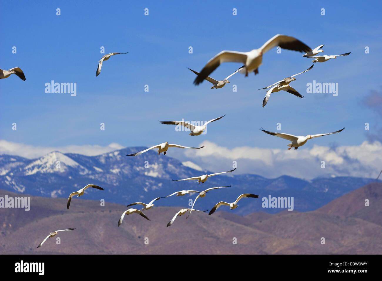 snow goose (Anser caerulescens atlanticus, Chen caerulescens atlanticus), flying flock in front of mountain scenery, USA, New Mexico, Bosque del Apache Wildlife Refuge Stock Photo