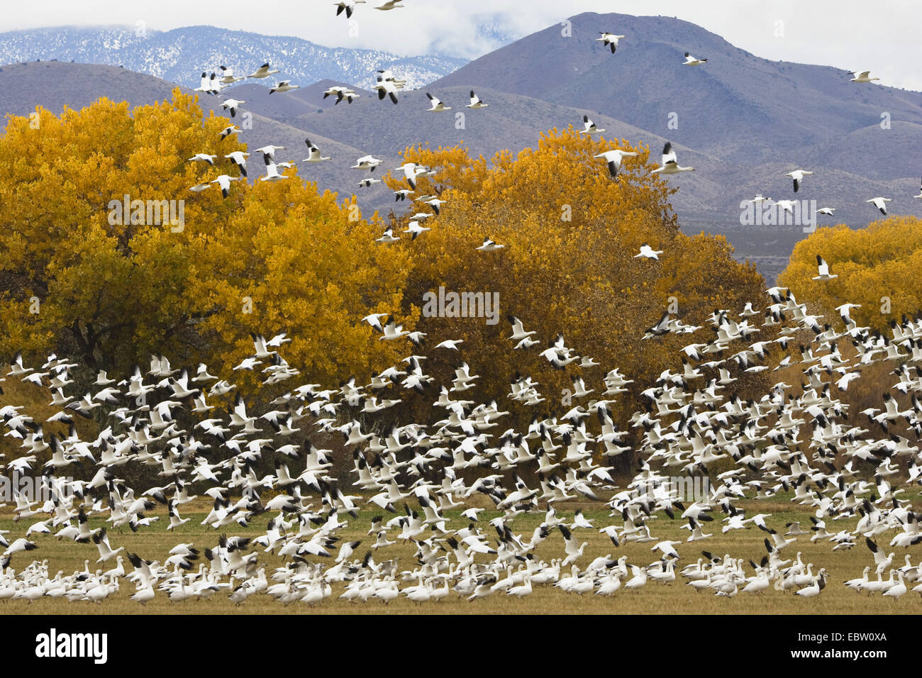 snow goose (Anser caerulescens atlanticus, Chen caerulescens atlanticus), flock wintering in Bosque del Apache, USA, New Mexico, Bosque del Apache Stock Photo