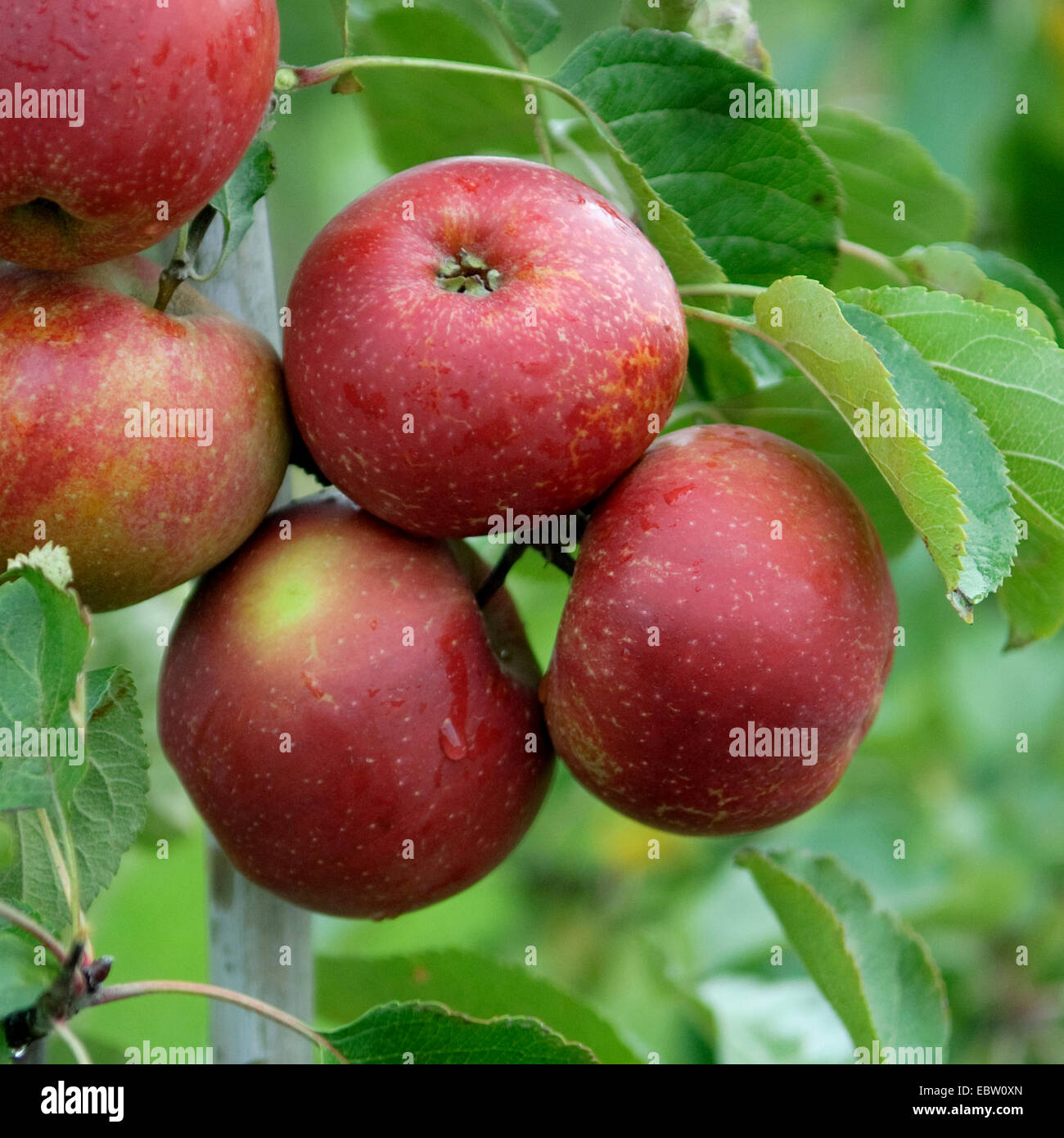 apple (Malus domestica 'Roter Boskoop', Malus domestica Roter Boskoop),  cultivar Roter Boskoop, cutout, Germany Stock Photo - Alamy