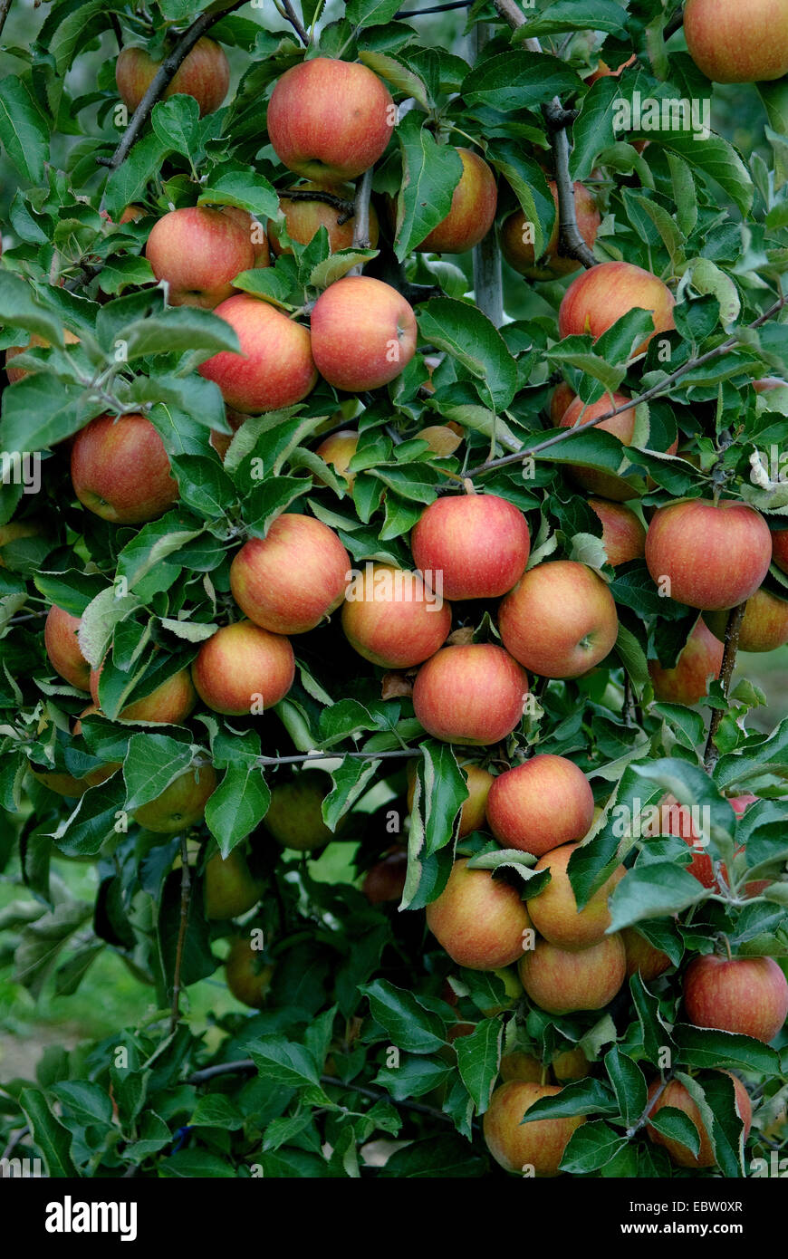 Cultivar rubinstar hires stock photography and images Alamy