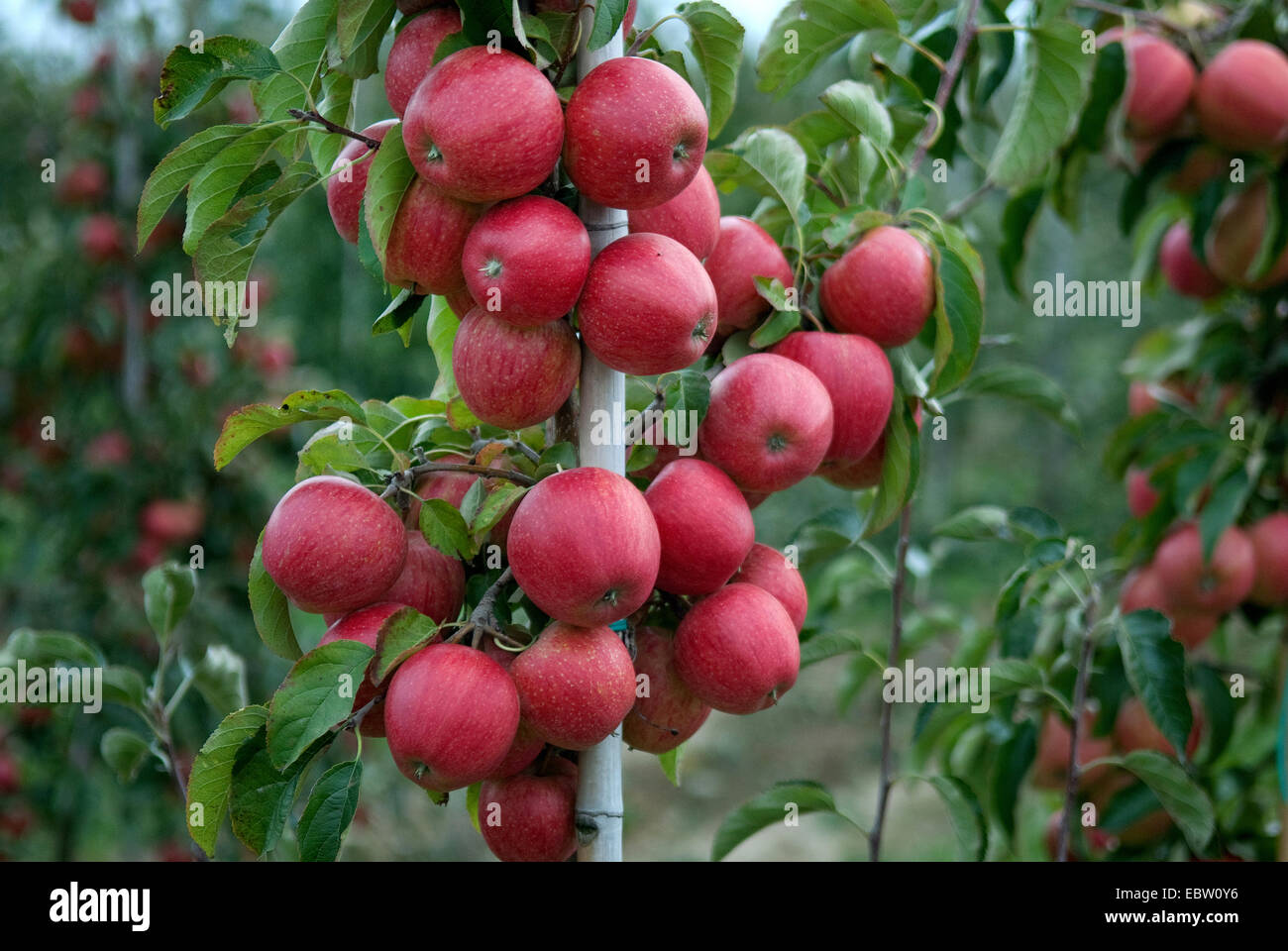 apple tree (Malus domestica 'Evelina', Malus domestica Evelina