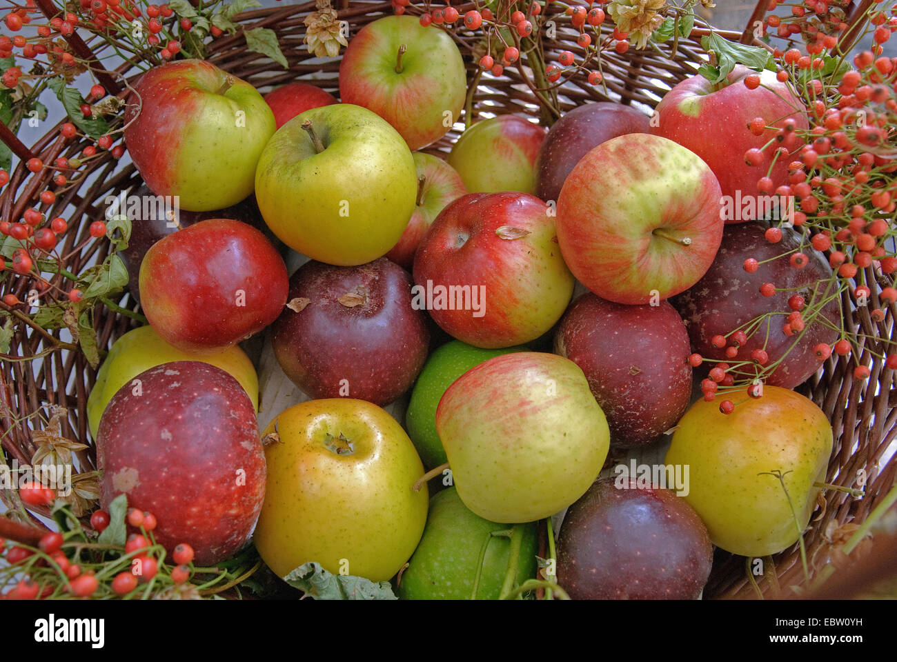 apple (Malus domestica), apples in a basket decorated with fruits of Rosa multiflora Stock Photo