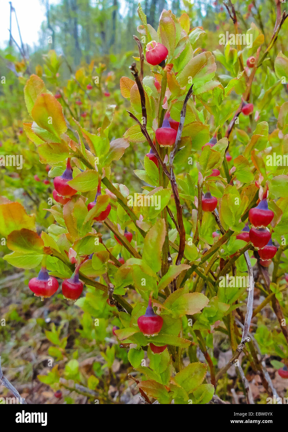 dwarf bilberry, blueberry, huckleberry, low billberry (Vaccinium myrtillus), blooming shrub, Norway, Troms Stock Photo