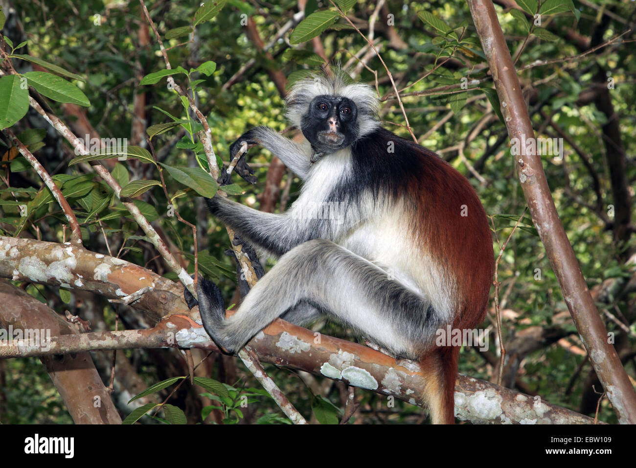 Zanzibar red colobus, Kirk's Red Colobus monkey (Procolobus kirkii, Piliocolobus kirkii), with neckband, Tanzania, Sansibar Stock Photo