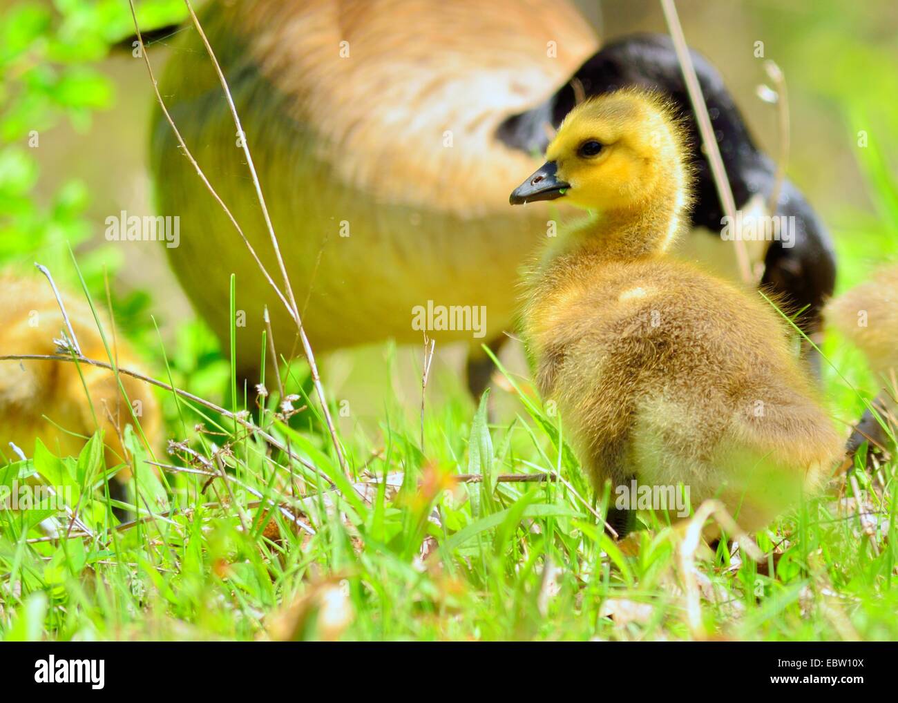 Gosling goose bird hi-res stock photography and images - Alamy