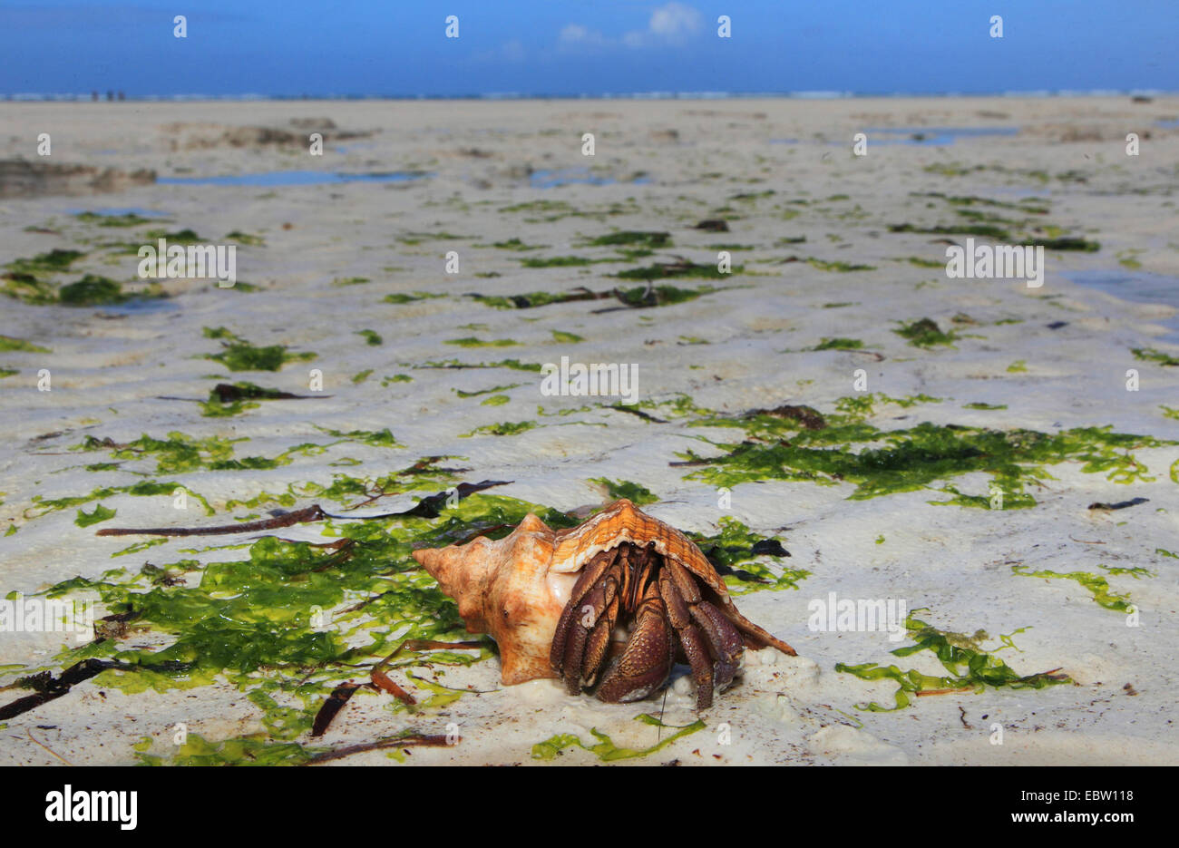 Selection of exotic sea shells offered for sale on the beach at Nungwi  Unguja Zanzibar Tanzania East Africa Stock Photo - Alamy