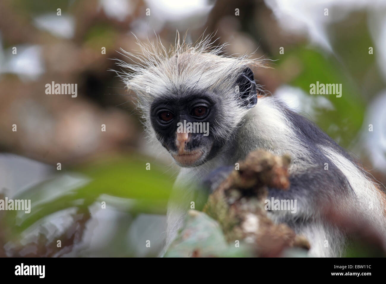 Zanzibar red colobus, Kirk's Red Colobus monkey (Procolobus kirkii, Piliocolobus kirkii), portrait, Tanzania, Sansibar Stock Photo