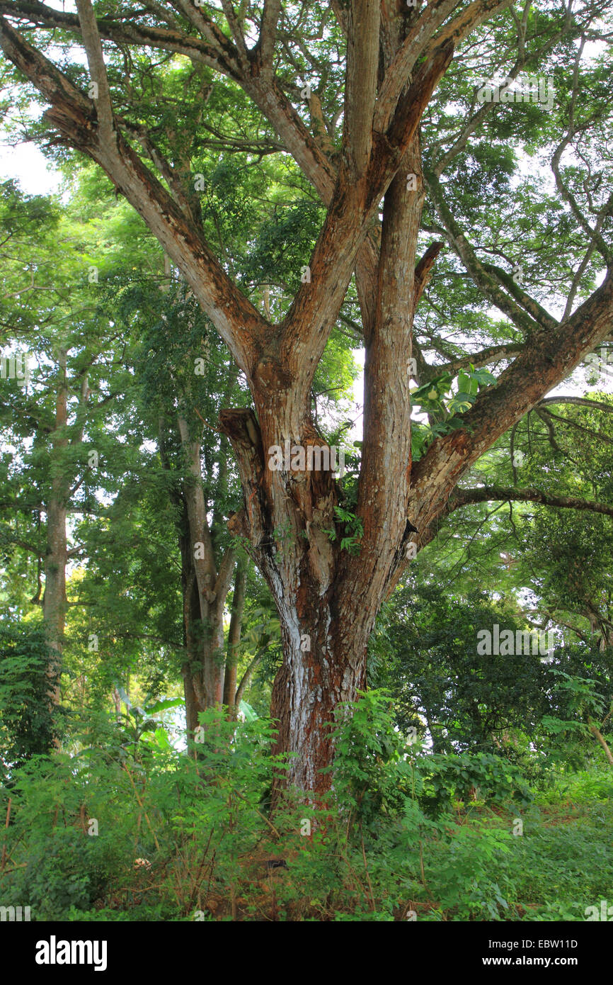 mahogany (Swietenia macrophylla), Tanzania, Sansibar Stock Photo