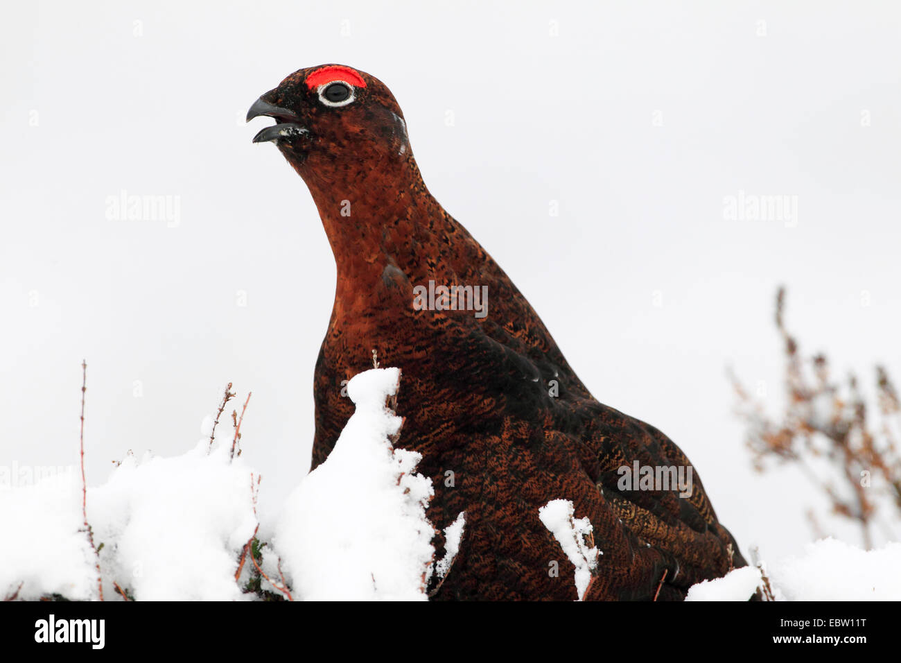 Red grouse (Lagopus lagopus scoticus), in snow, United Kingdom, Scotland, Cairngorms National Park Stock Photo